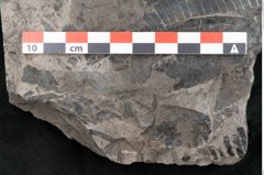 Foto (Detailansicht) von Taeniopteris vittata Brongniart (NHMW-GEO-2024-0188-10487)